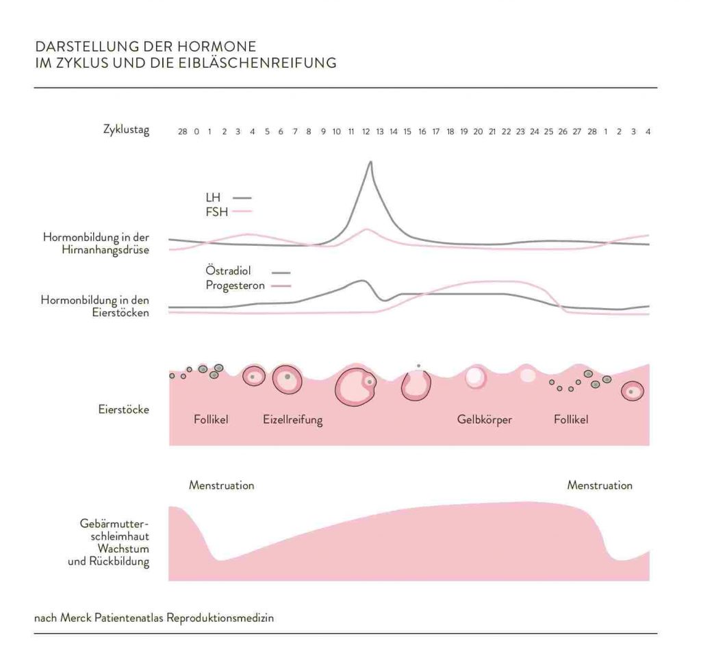Diagram illustrating hormone levels during the menstrual cycle