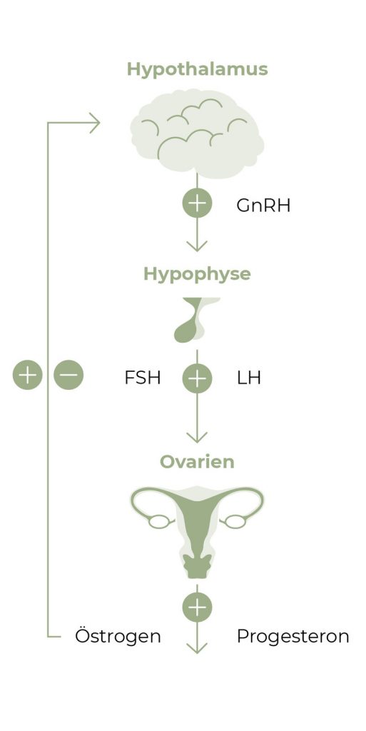 Diagram showing hormonal silent mail signals in hypothalamic amenorrhoea