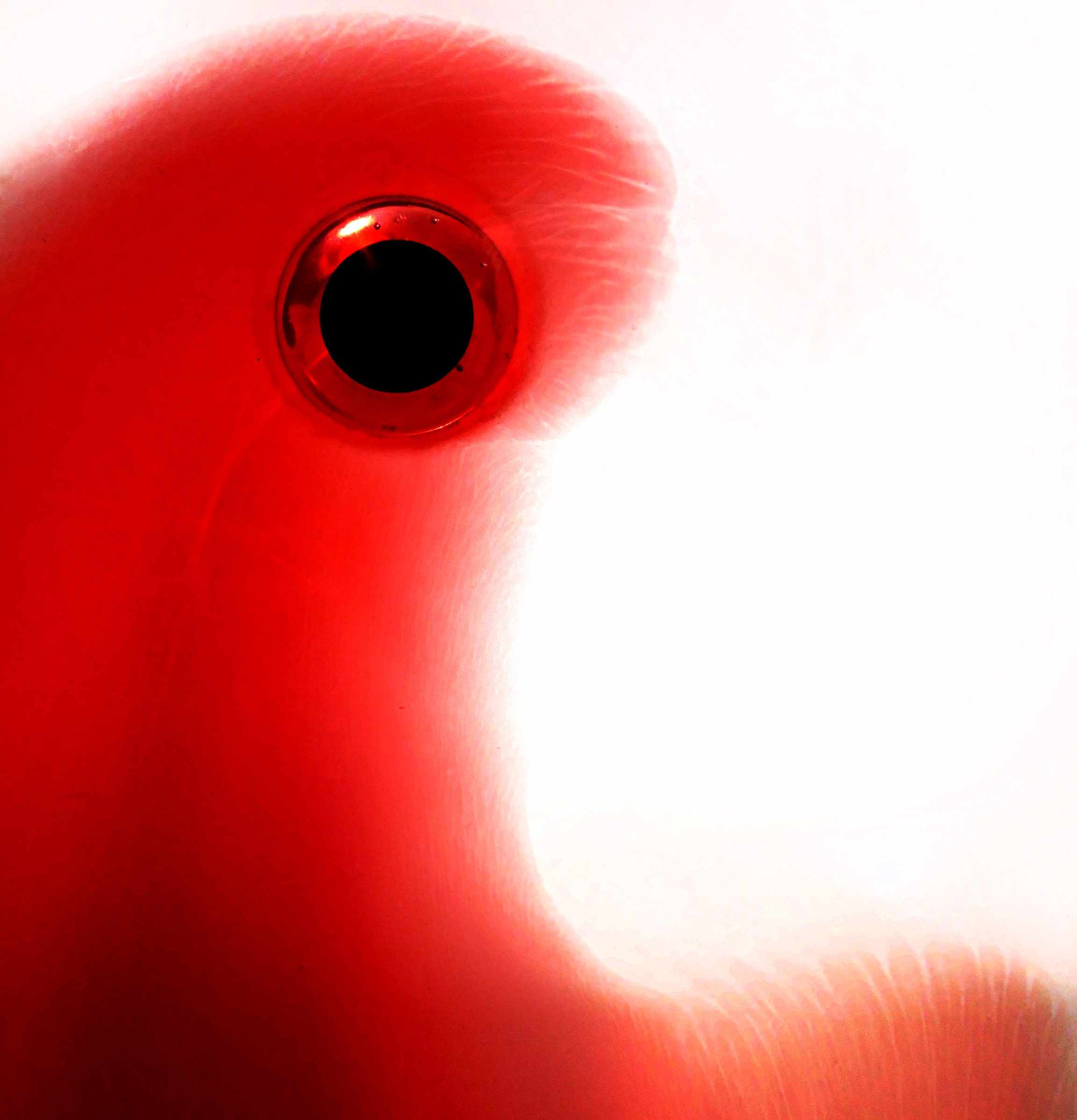 Abstract shapes formed by menstrual blood on white paper