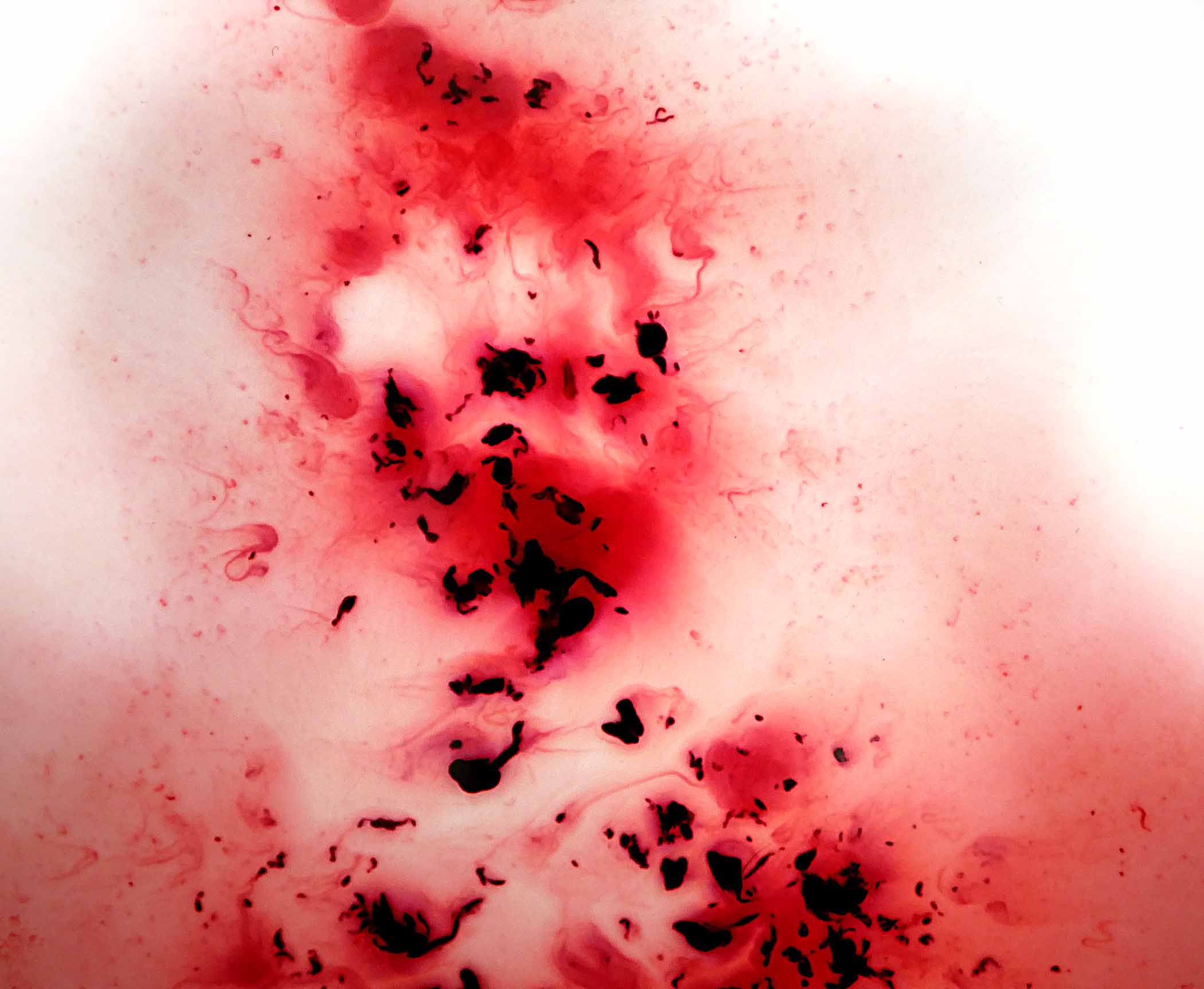 Period blood painting showing natural red and brown tones